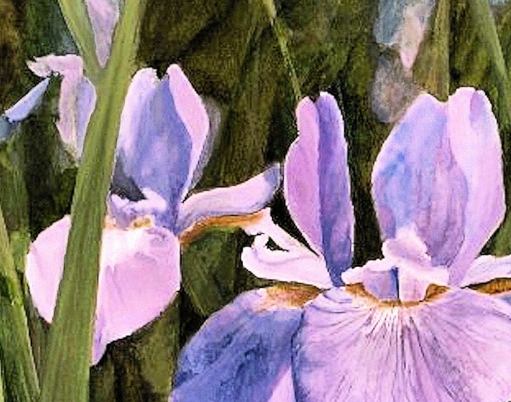 close up of wild iris watercolor