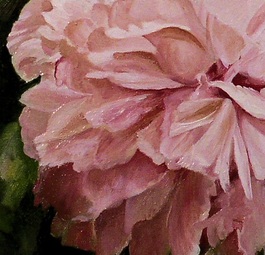 Close up of pink peony