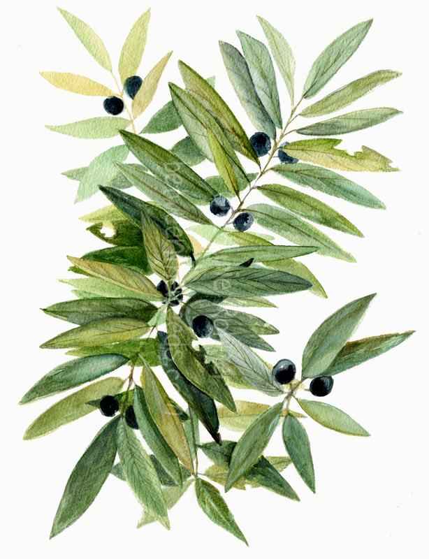 Botanical Illustration Modern Decor